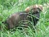 Tinkerbell in the long grass