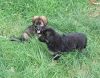 Tia and Poppy stop for a chat