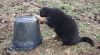 What's under this bucket (Tia)