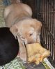 Is this bone big enough?