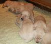 Eyes beginning to open!