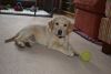 Lou Lou in her new home