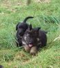 Quick Bramble - run!