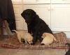 Mum's got her hands full now!
