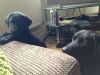 Finn in his new home with Inky
