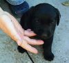 Puppy Alfie